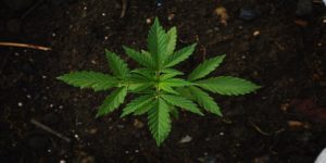Industrihamp i Norge – Cannabis Sativa