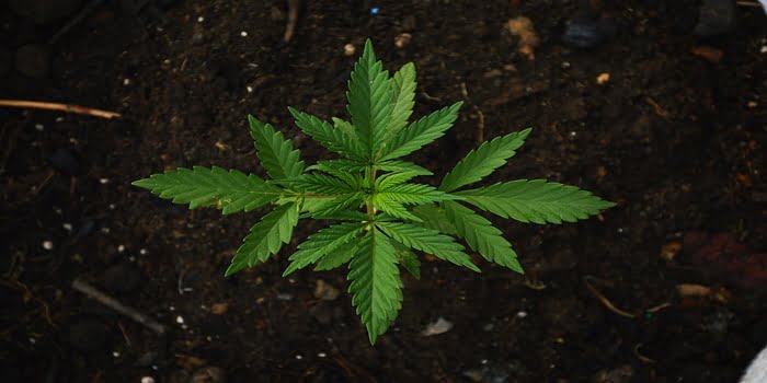 Industrihamp i Norge – Cannabis Sativa